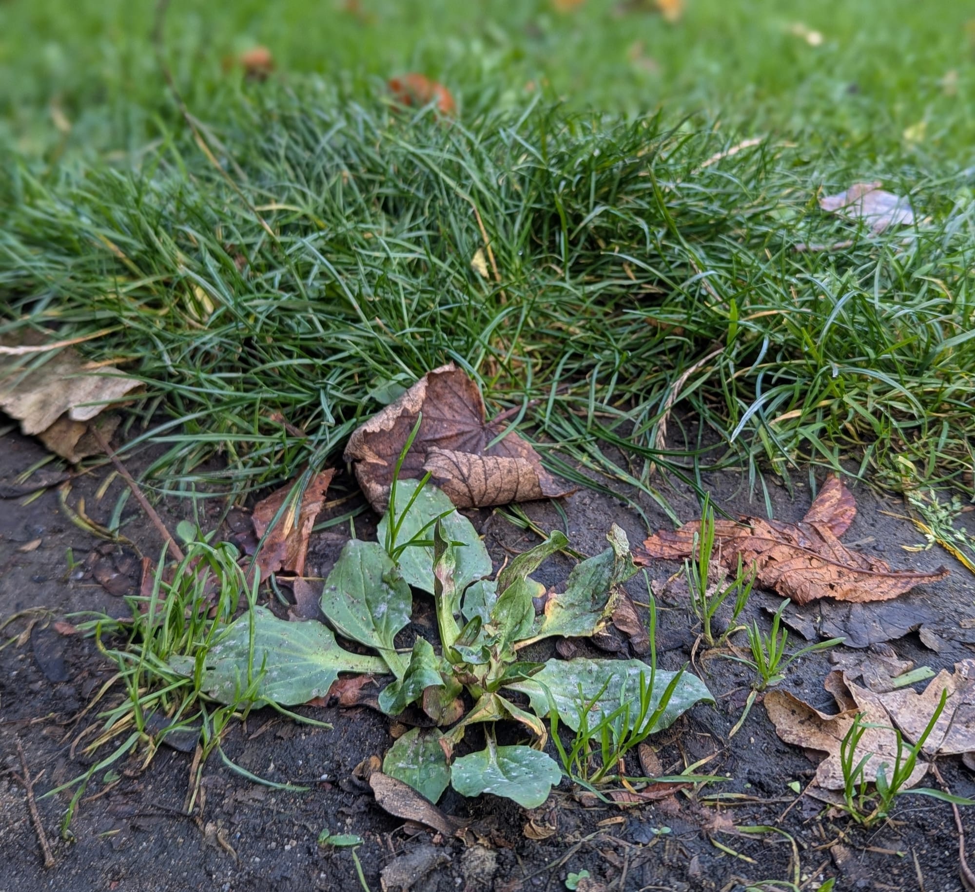 The edges of desire: on black walnuts and plantains